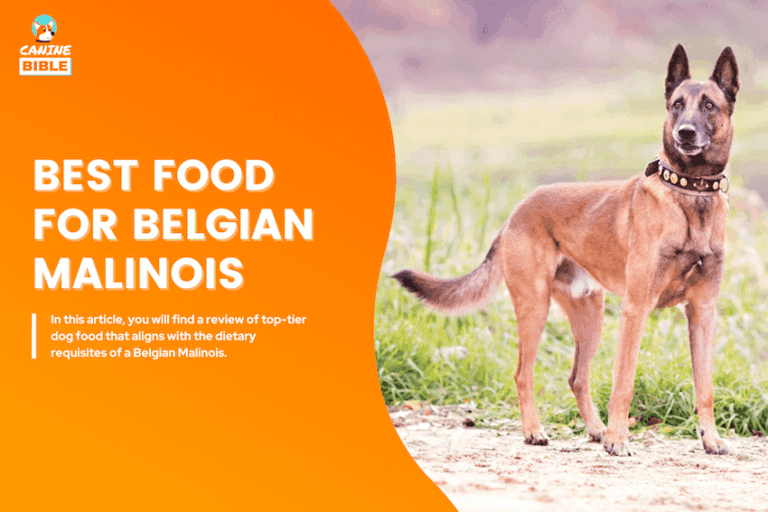 Best Dog Food For Belgian Malinois