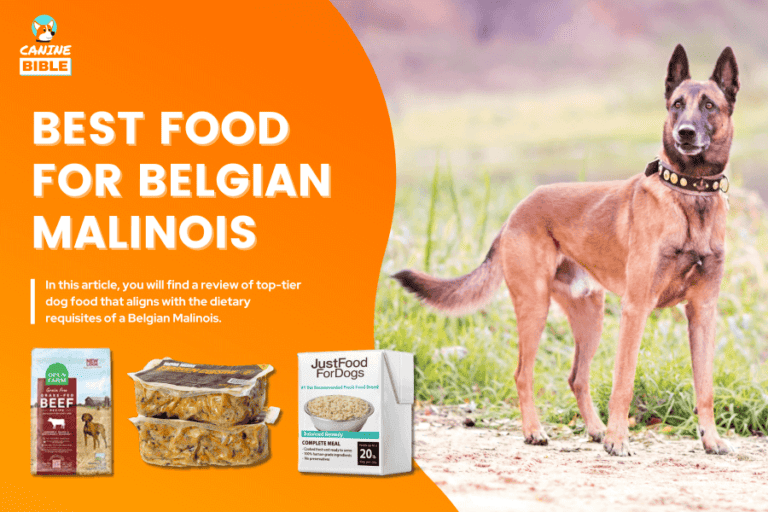 Best Dog Food For Belgian Malinois: For Every Need [2023]