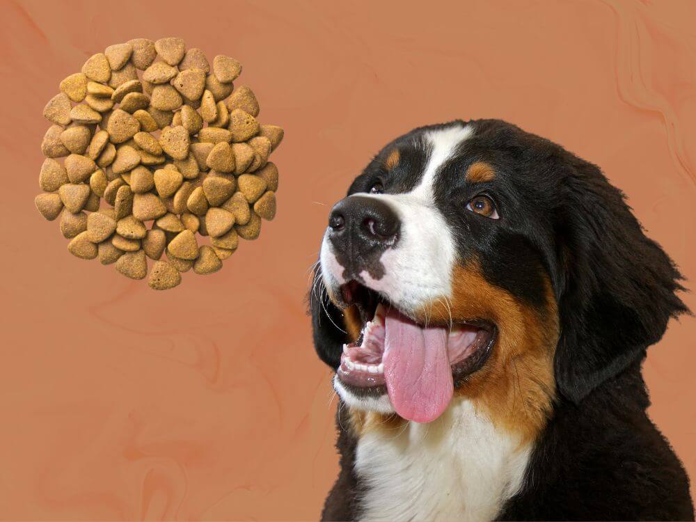 Best Dog Food For Bernese Mountain Dogs chapter1