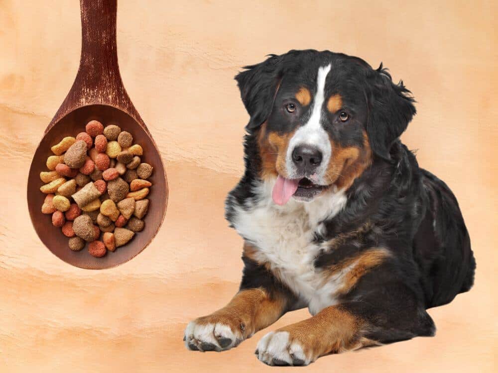 Best Dog Food For Bernese Mountain Dogs chapter2