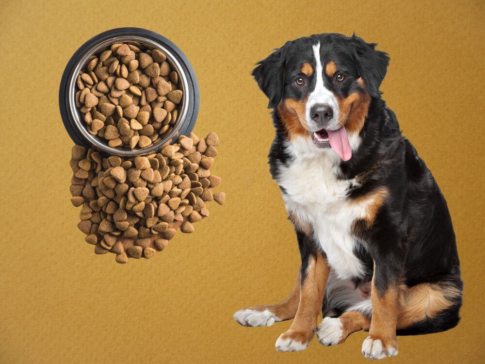 Best Dog Food For Bernese Mountain Dogs chapter3