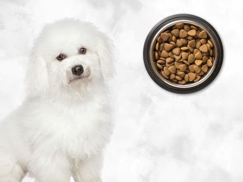 Best Dog Food For Bichons Frises Chapter 3