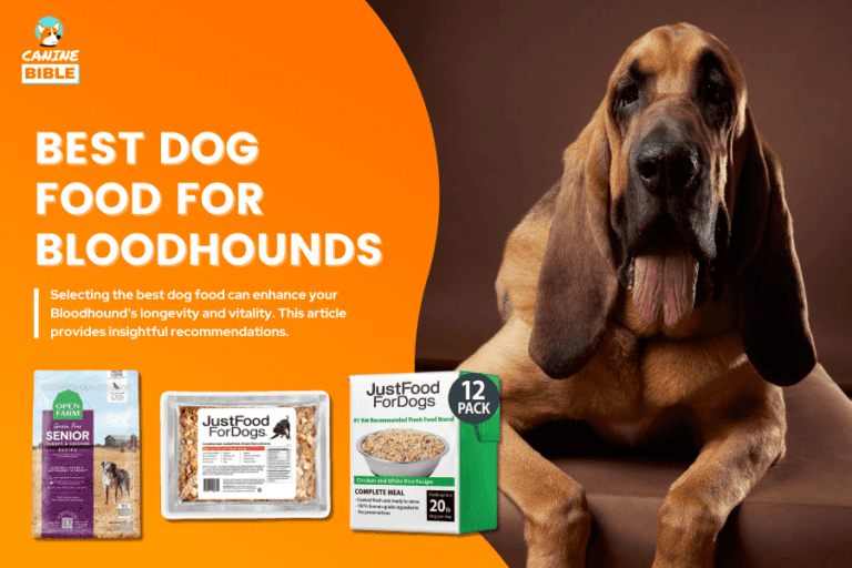 The Very Best Dog Food For Bloodhounds 2024 — Vet Picked