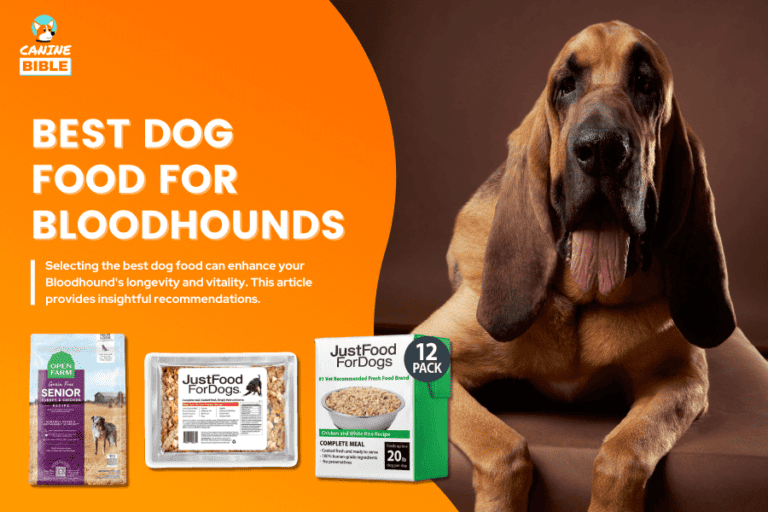 Best Dog Food For Bloodhounds