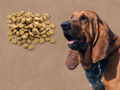 Best Dog Food For Bloodhounds chapter 1