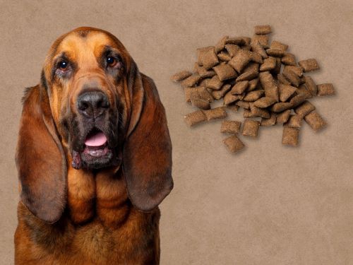 Best Dog Food For Bloodhounds chapter 2