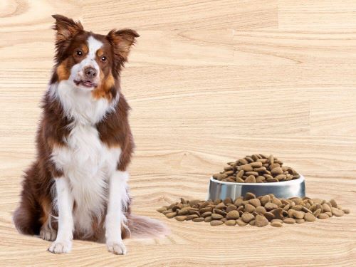 Best Dog Food For Border Collies chapter 1