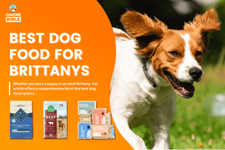 Best Dog Food For Brittany Spaniels: Adult, Puppy, Sensitive Stomach, Allergy & More