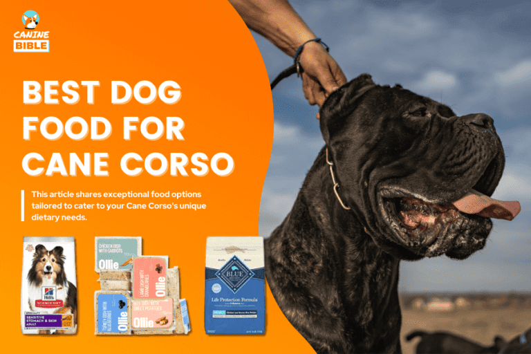 Best Dog Food For Cane Corsos: Adult, Puppy, Allergy, Dry, Sensitive Stomach & More