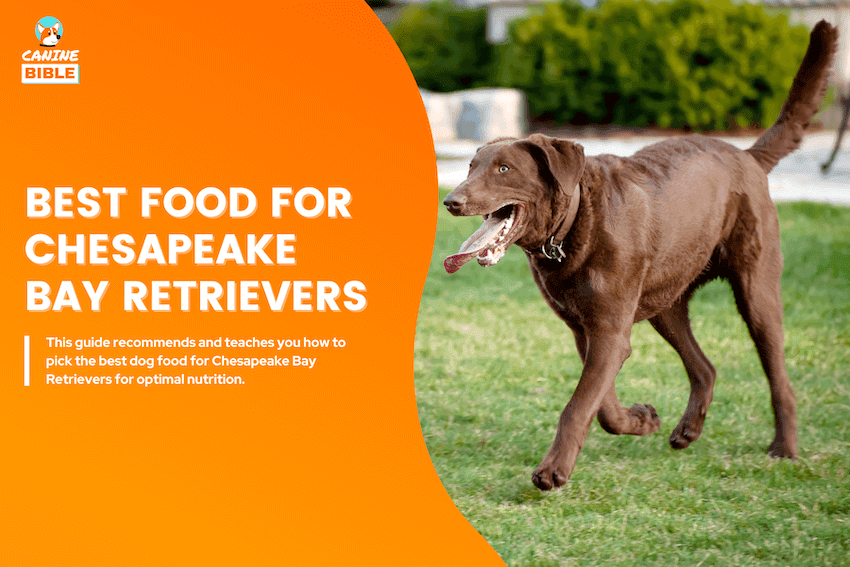 Best Dog Food For Chesapeake Bay Retrievers