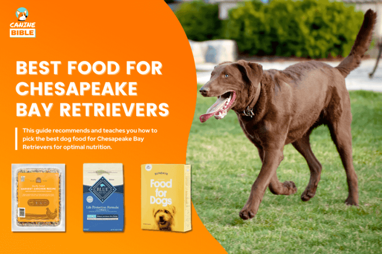 15 Best Dog Food For Chesapeake Bay Retrievers [For Every Need]