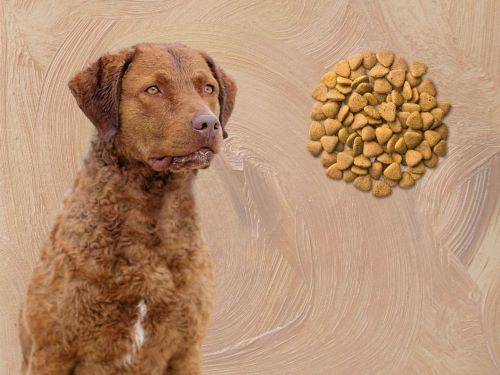 Best Dog Food For Chesapeake Bay Retrievers chapter 3