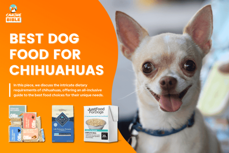 Best Dog Food For Chihuahuas 2023: Adult, Puppy, Senior, Sensitive Stomach & More