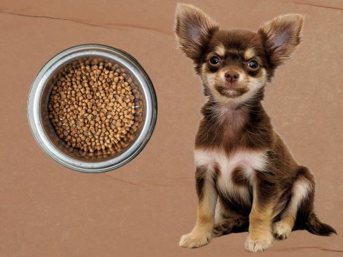 Best Dog Food For Chihuahuas chapter 3