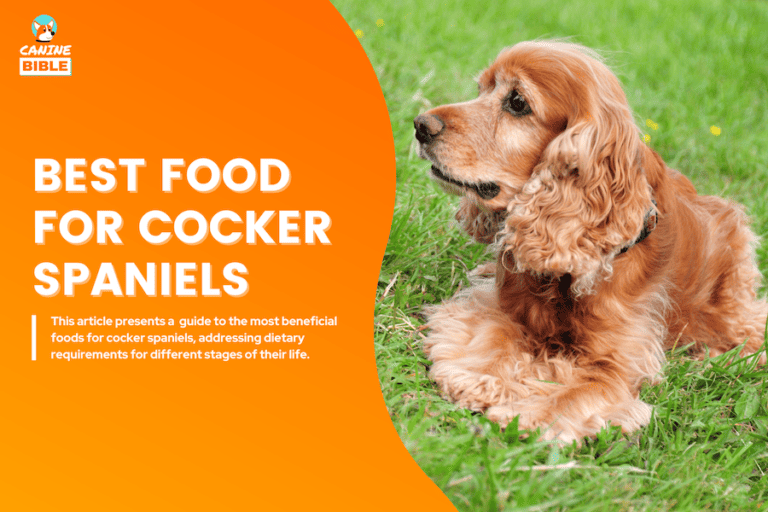 best dog food for Cocker Spaniel