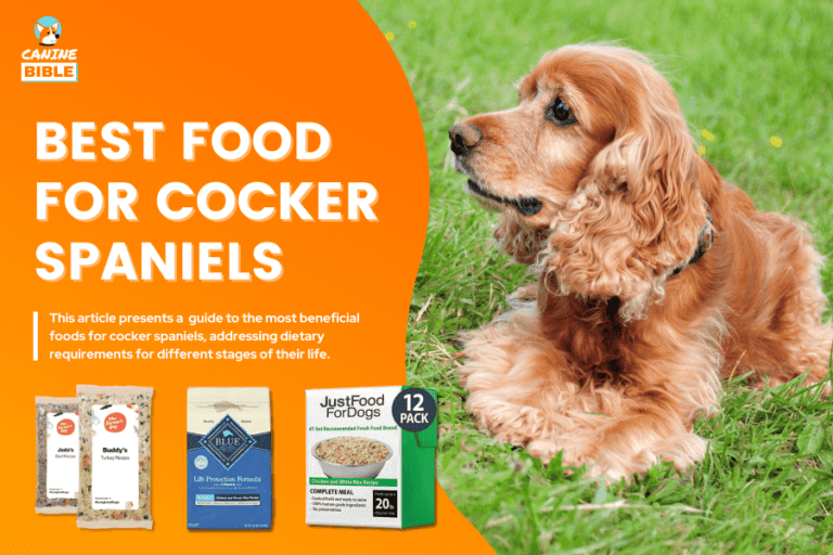 Best Dog Food For Cocker Spaniels — Reviews & Top Picks