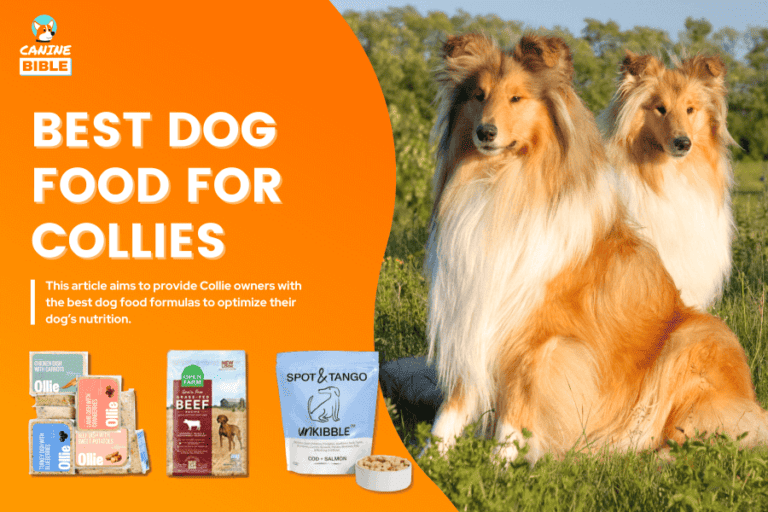 Best Dog Food For Collies 2023 — Ultimate Guide