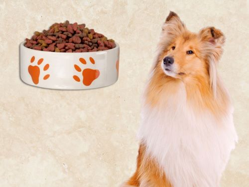 Best Dog Food For Collies chapter 1