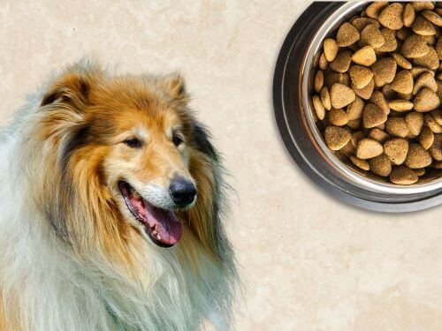 Best Dog Food For Collies chapter 2