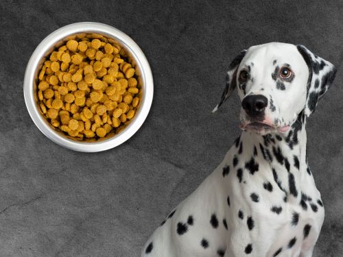 Best Dog Food For Dalmatians chapter 2