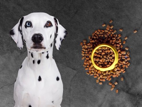 Best Dog Food For Dalmatians chapter 3