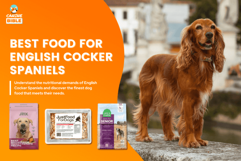 Best Dog Food For English Cocker Spaniels [2024 Ultimate Guide]