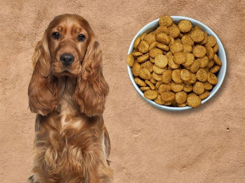 Best Dog Food For English Cocker Spaniels chapter 1