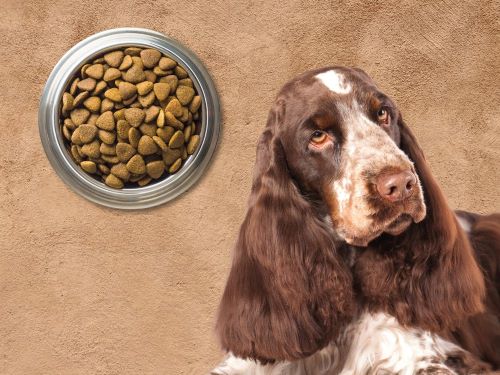Best Dog Food For English Cocker Spaniels chapter 3