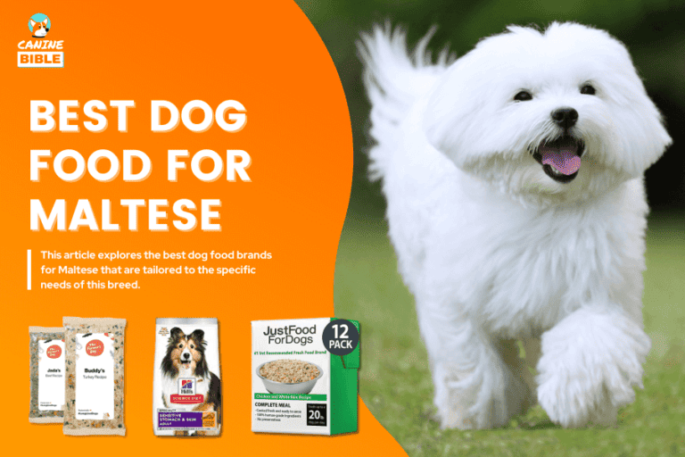 10 Best Dog Food For Maltese: According To Vets [2023]