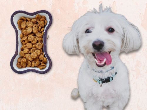 Best Dog Food For Maltese chapter 1