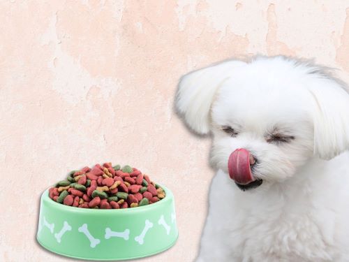 Best Dog Food For Maltese chapter 2