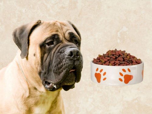 Best Dog Food For Mastiffs chapter 1