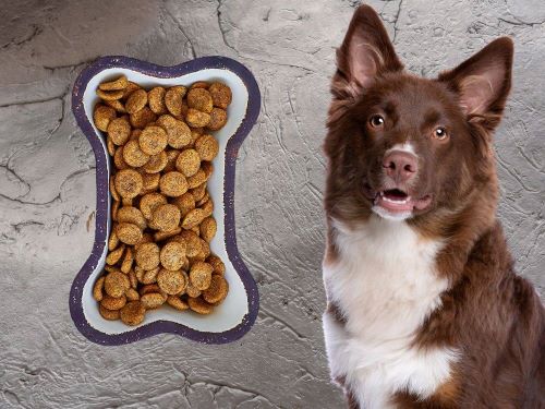 Best Dog Food For Miniature American Shepherds chapter 1