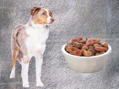 Best Dog Food For Miniature American Shepherds chapter 2