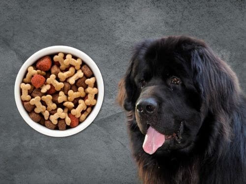 Best Dog Food For Newfoundlands Chapter 1