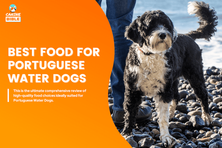 Best Dog Food For Portuguese Water Dogs