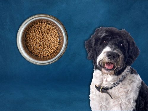 Best Dog Food For Portuguese Water Dogs chapter 1