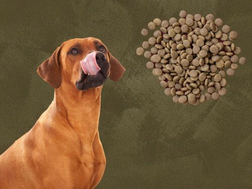 Best Dog Food For Rhodesian Ridgebacks Chapter 3