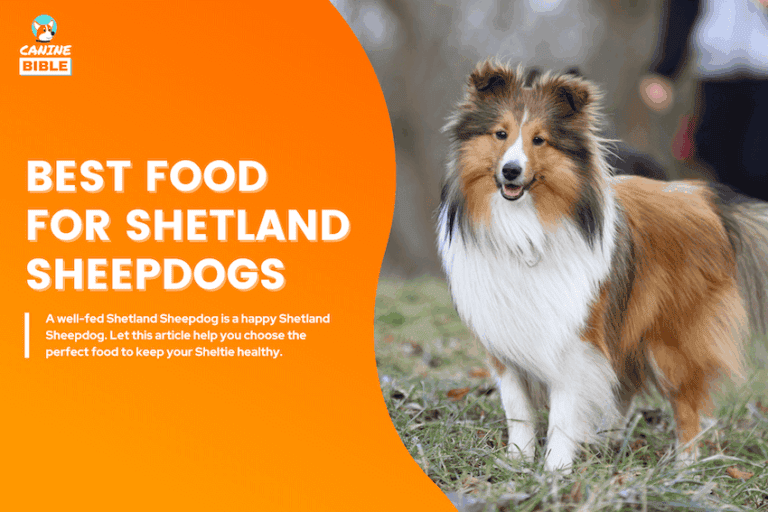 Best Dog Food For Shetland Sheepdogs