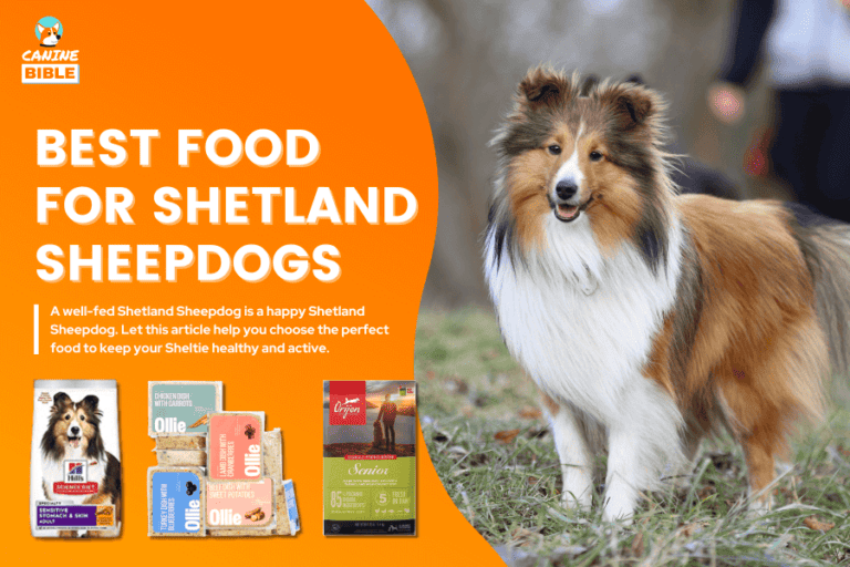Best Dog Food For Shetland Sheepdogs