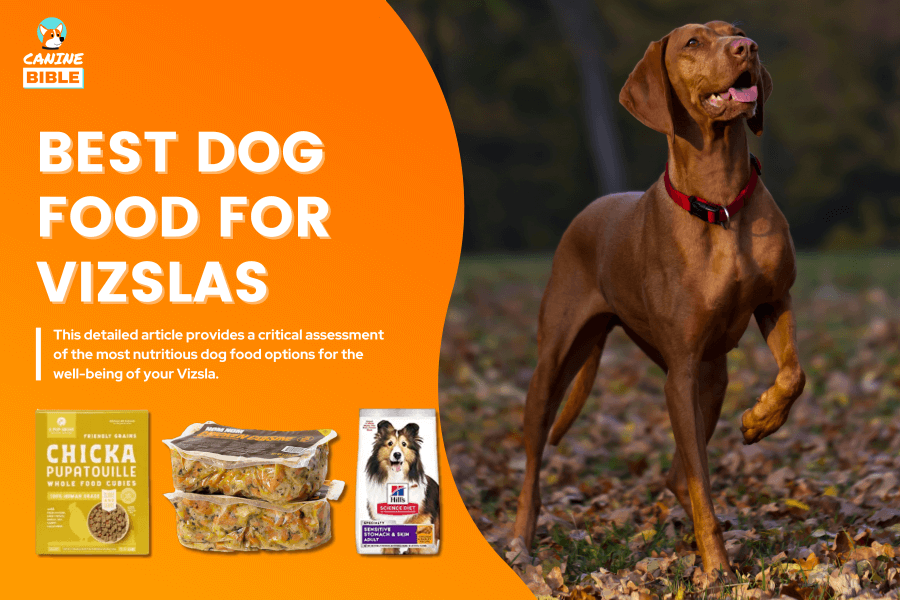 Best Dog Food For Vizslas