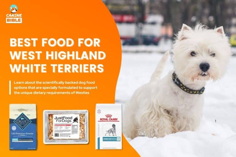 Best Dog Food For West Highland White Terriers: For Every Need [2023]