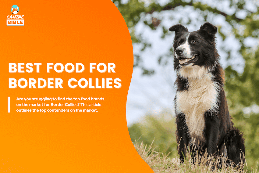 Best Dog Food For Border Collies