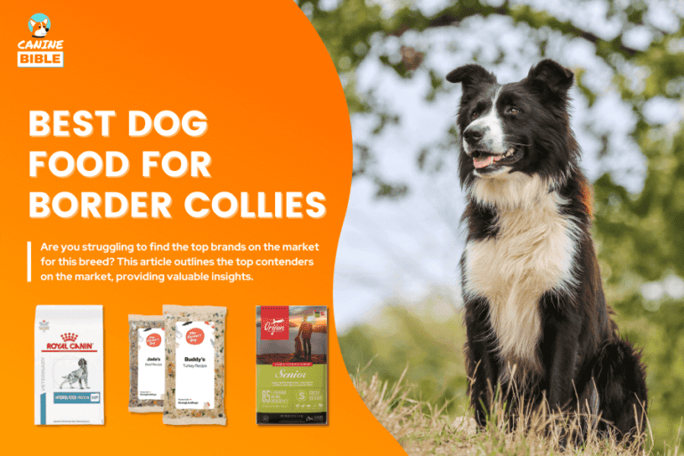 Best Dog Food For Border Collies 2023: Adult, Puppy, Wet, Sensitive Stomach & More
