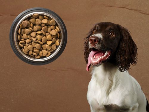 best dog food for english springer spaniel chapter 1