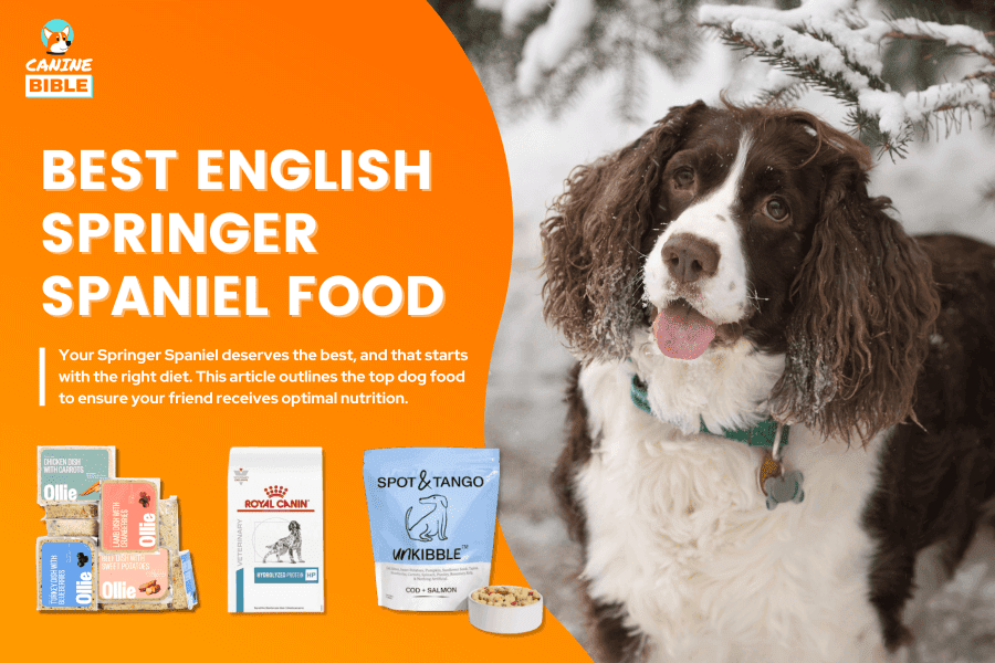 best dog food for english springer spaniel