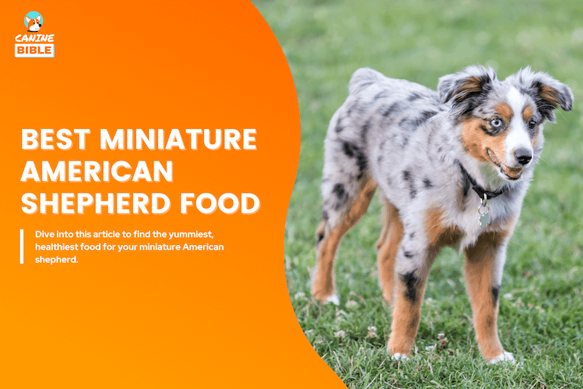 Best Dog Food For Miniature American Shepherds