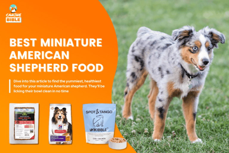 Best Dog Food For Miniature American Shepherds [2023]