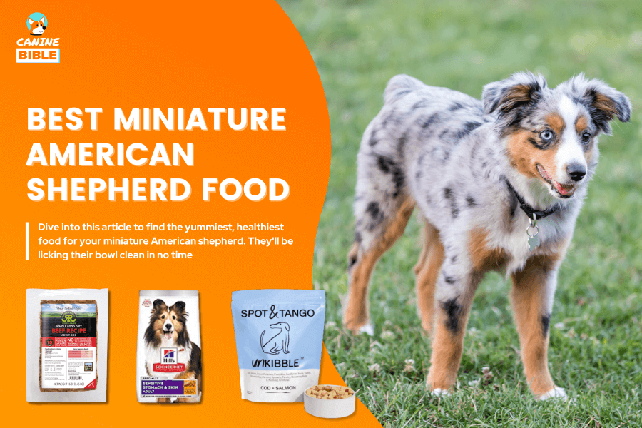 Best Dog Food For Miniature American Shepherds