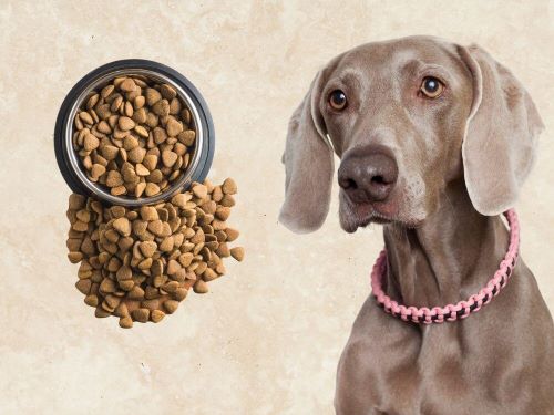 Best Dog Food For Weimaraners chapter 1